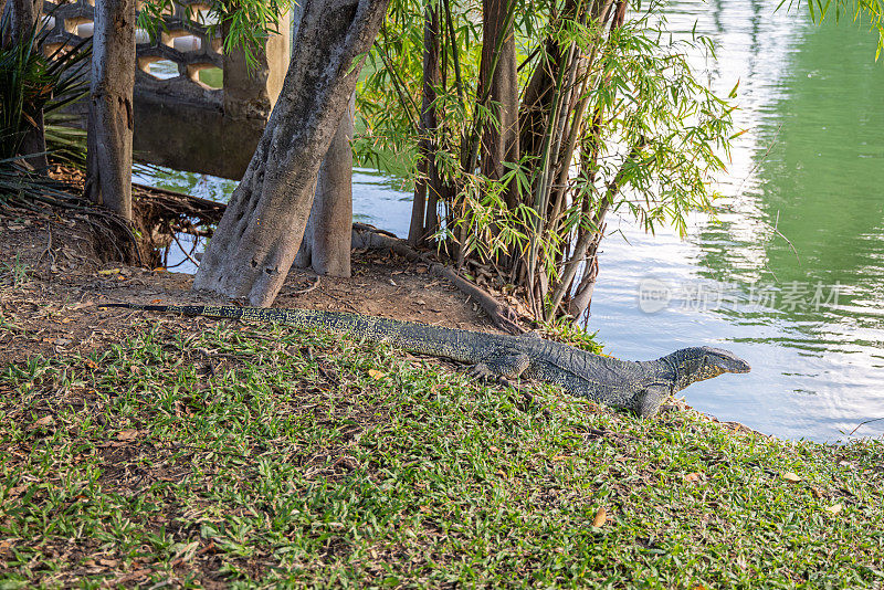 亚洲水监测器，Varanus salvator，在曼谷一个公园的一个湖前